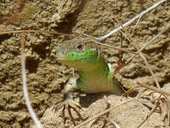 Lacerta strigata