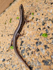 Concinnia tenuis