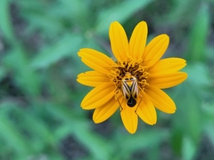Calocoris barberi