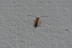 Cerambycoidea