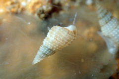 Cacozeliana granarium