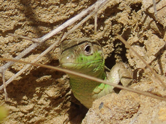 Lacerta strigata