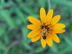 Calocoris barberi