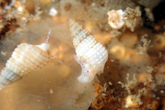 Cacozeliana granarium