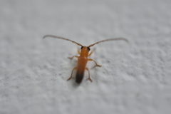 Cerambycoidea