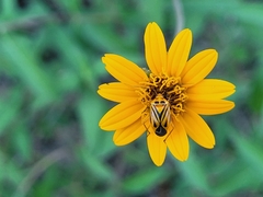 Calocoris barberi