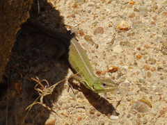 Lacerta strigata