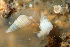 Cacozeliana granarium