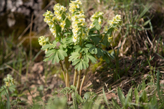 Corydalis bracteata