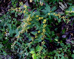 Solidago curtisii