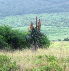 Aloe africana