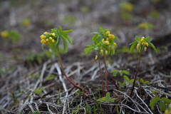 Gymnospermium altaicum