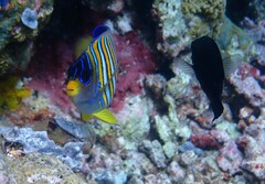 Pygoplites diacanthus