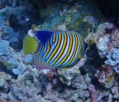 Pygoplites diacanthus