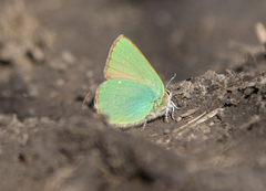 Callophrys rubi