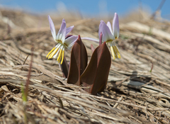 Erythronium sibiricum