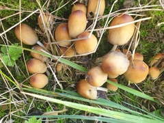 Coprinellus