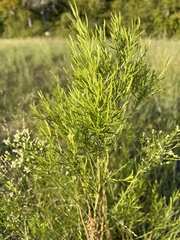 Baccharis neglecta