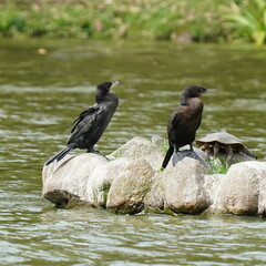 Nannopterum brasilianum