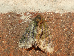 Phosphila miselioides