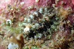 Plaxiphora matthewsi
