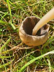 Coprinellus