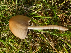 Coprinellus
