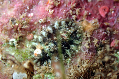 Plaxiphora matthewsi