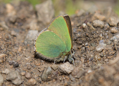 Callophrys rubi