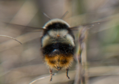 Bombus sichelii