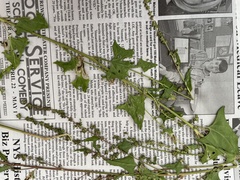 Atriplex patula