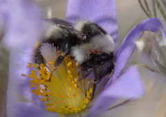 Bombus sichelii