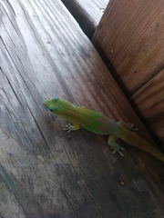 Phelsuma laticauda laticauda