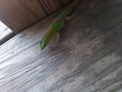 Phelsuma laticauda laticauda