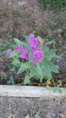 Vernonia baldwinii