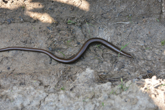 Anguis colchica