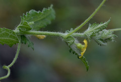 Cucumis althaeoides