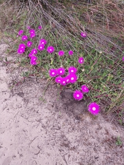 Carpobrotus deliciosus