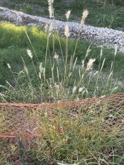 Bothriochloa barbinodis