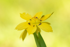 Sisyrinchium graminifolium