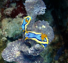 Chromodoris annae