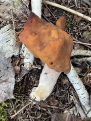 Gyromitra infula