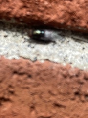 Physiphora alceae