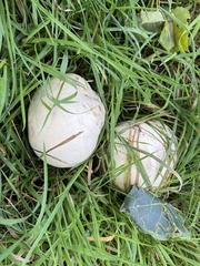 Calvatia gigantea
