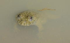 Bombina variegata