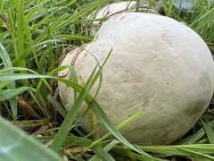 Calvatia gigantea