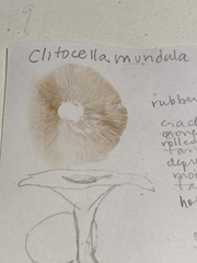 Clitocella mundula