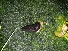 Milacidae