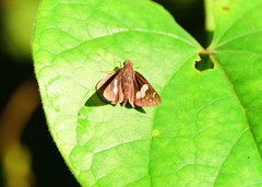 Notocrypta curvifascia