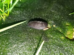 Milacidae